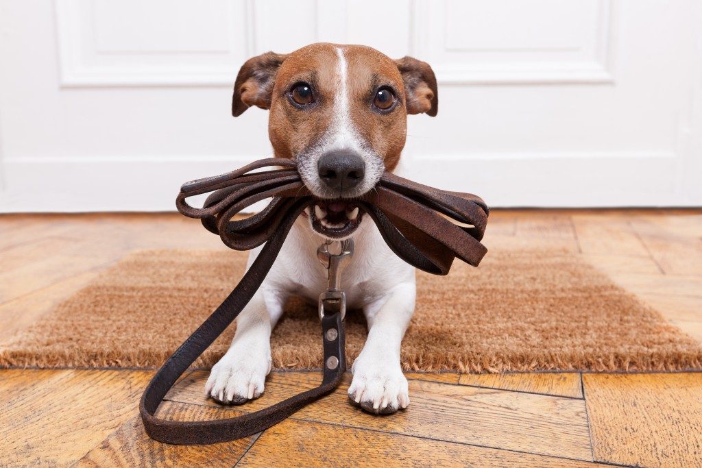 dog with leather leash waiting to go walking