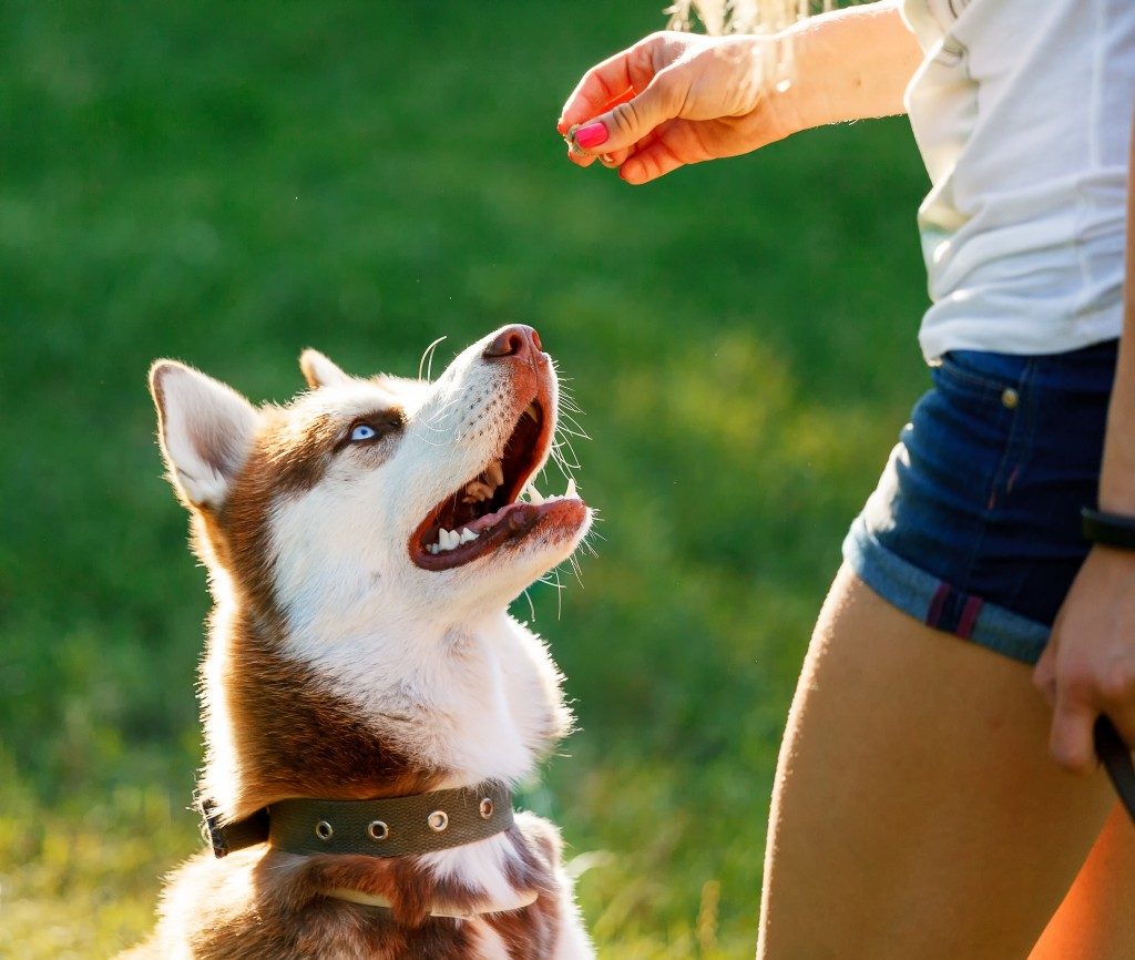 Dog motivational training. Trainer gives the husky dog a reward