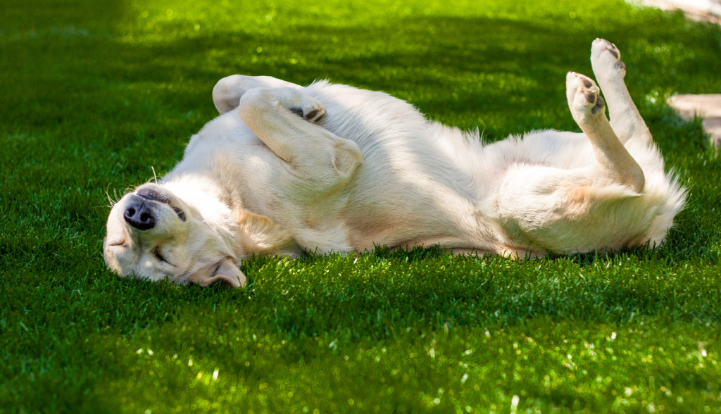 white dog rolling happily in the grass